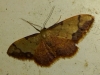 Idaea ostrinaria (Hbner, 1813)