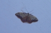 Idaea ostrinaria (Hbner, 1813)