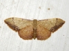 Idaea ostrinaria (Hbner, 1813)