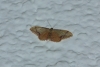 Idaea ostrinaria (Hbner, 1813)