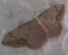 Idaea ostrinaria (Hbner, 1813)