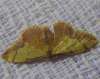 Idaea ostrinaria (Hbner, 1813)