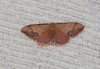 Idaea ostrinaria (Hbner, 1813)