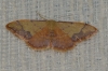 Idaea ostrinaria (Hbner, 1813)