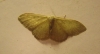 Idaea predotaria (Hartig, 1951)