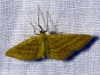Idaea rufaria (Hbner, 1799)