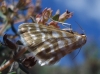 Idaea sericeata (Hbner, 1813)