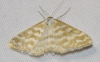 Idaea sericeata (Hbner, 1813)