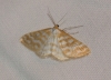 Idaea sericeata (Hbner, 1813)