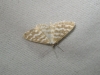 Idaea sericeata (Hbner, 1813)