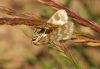 Idaea sericeata (Hbner, 1813)