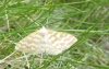 Idaea sericeata (Hbner, 1813)