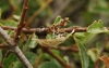 Idaea sericeata (Hbner, 1813)