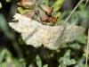 Idaea sp.