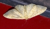 Idaea sp.