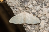 Idaea sp.