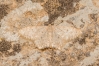 Idaea sp.