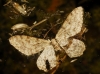 Idaea sp.