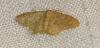 Idaea sp.