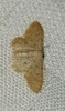 Idaea sp.