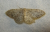 Idaea sp.