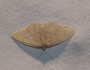 Idaea sp.