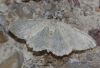 Idaea sp.