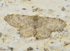 Idaea sp.