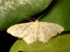 Idaea sp.