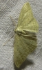 Idaea sp.