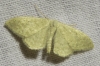 Idaea sp.