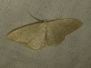 Idaea sp.