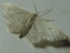 Idaea sp.
