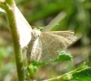 Idaea sp.