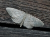 Idaea sp.