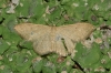 Idaea sp.