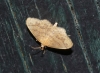 Idaea subsaturata (Guene, 1858)