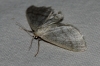 Idaea subsericeata (Haworth, 1809)