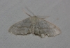 Idaea subsericeata (Haworth, 1809)