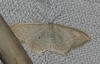 Idaea subsericeata (Haworth, 1809)