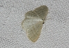 Idaea subsericeata (Haworth, 1809)