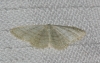 Idaea subsericeata (Haworth, 1809)