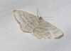 Idaea subsericeata (Haworth, 1809)