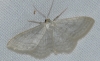 Idaea subsericeata (Haworth, 1809)