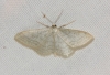 Idaea subsericeata (Haworth, 1809)
