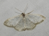 Idaea subsericeata (Haworth, 1809)