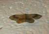 Idaea aversata (Linnaeus, 1758)