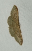 Idaea degeneraria (Hubner, 1799)