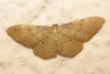 Idaea dilutaria (Hbner, 1799)