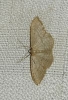 Idaea elongaria (Rambur, 1833)